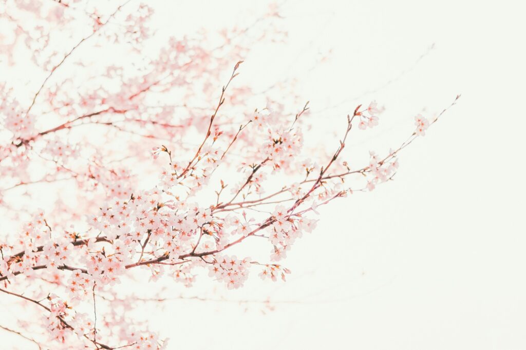 桜