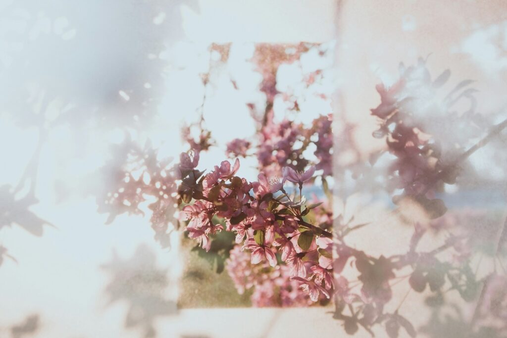 レースのカーテンからのぞくくすみピンクのお花