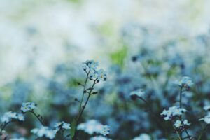 忘れな草