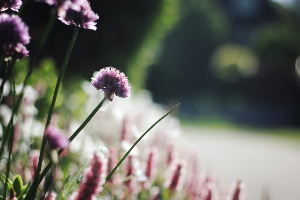 道端のぼやけたピンクの花