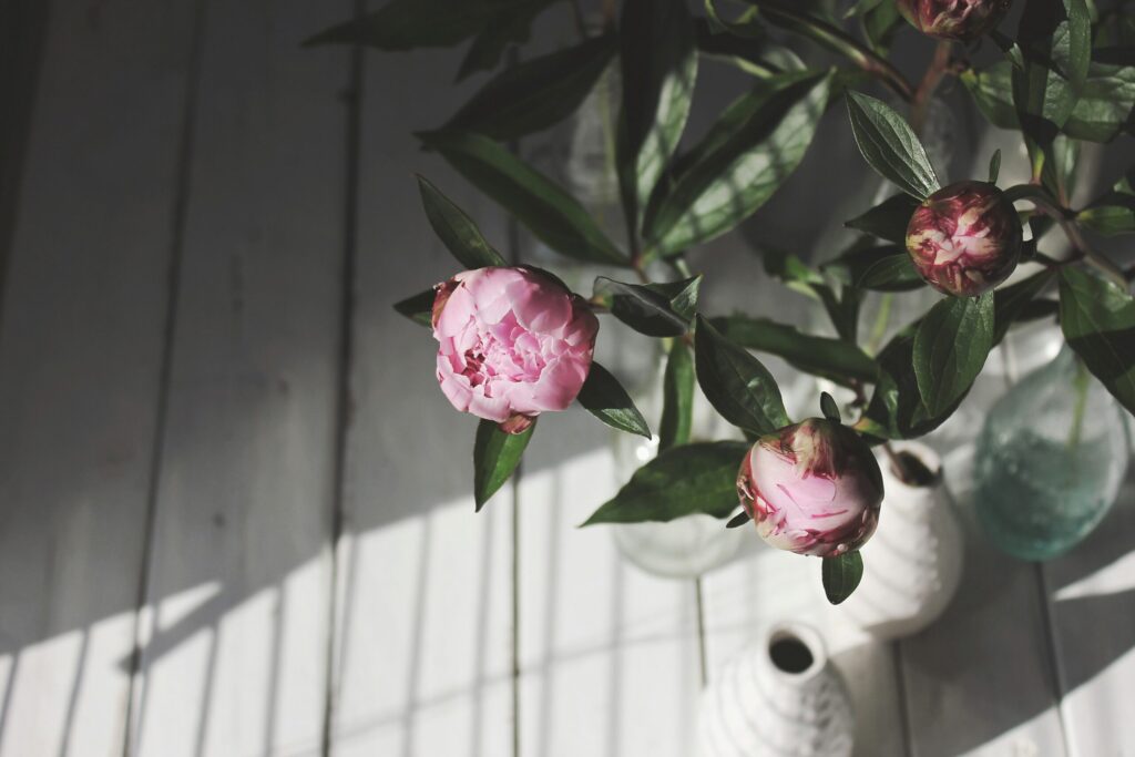 ピンクの花のつぼみ
